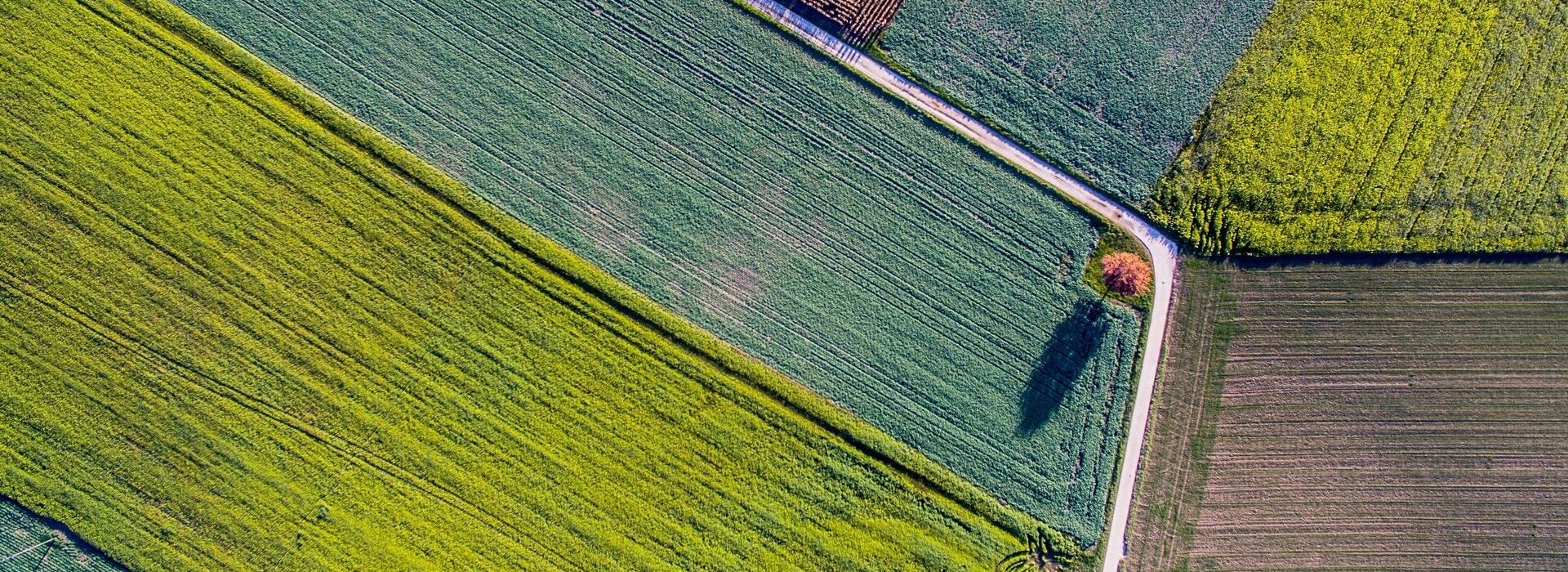 Cultivated colourful fields with a path running through them.